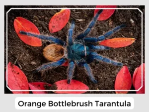 Orange Bottlebrush Tarantula