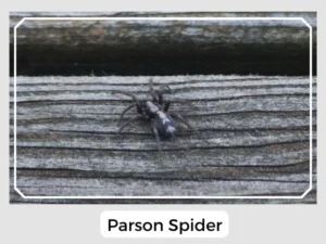 Parson Spider