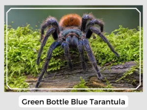 Picture of Green Bottle Blue Tarantula