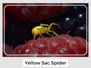 Picture of a Yellow Sac Spider