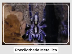 Poecilotheria Metallica Picture