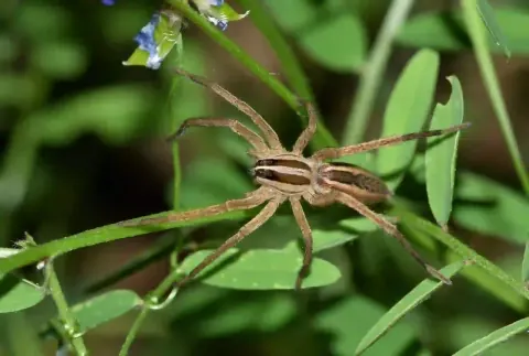 Rabid Wolf Spider Size