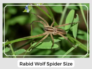 Rabid Wolf Spider Size