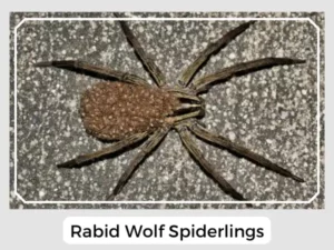 Rabid Wolf Spiderlings
