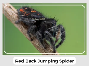 Red Back Jumping Spider Image