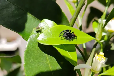 Red Back Jumping Spider Size