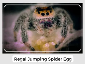 Regal Jumping Spider Egg