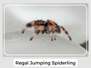Regal Jumping Spiderling