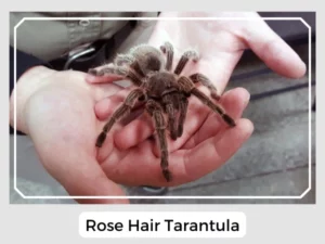 Rose Hair Tarantula