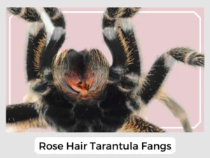Rose Hair Tarantula Fangs
