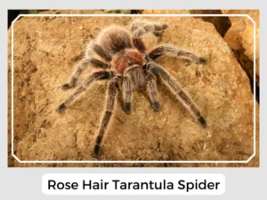 Rose Hair Tarantula Spider