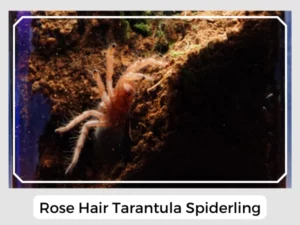 Rose Hair Tarantula Spiderling