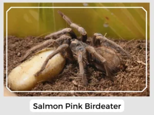 Salmon Pink Birdeater