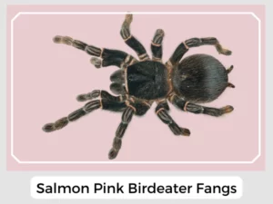 Salmon Pink Birdeater Fangs
