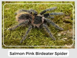 Salmon Pink Birdeater Spider
