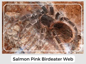 Salmon Pink Birdeater Web