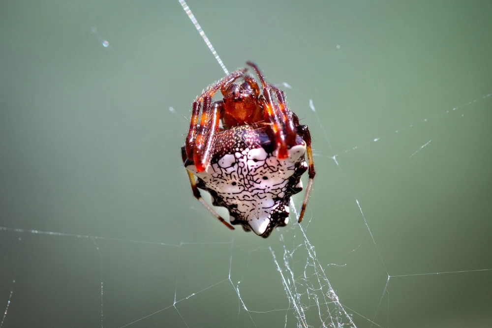 Triangle Orb Weaver