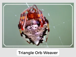 Triangle Orb Weaver