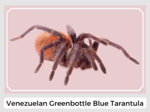 Venezuelan Greenbottle Blue Tarantula