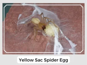 Yellow Sac Spider Egg