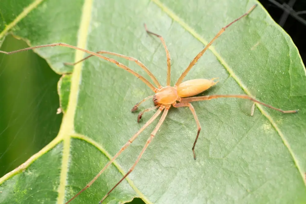 Yellow Sac Spider Size