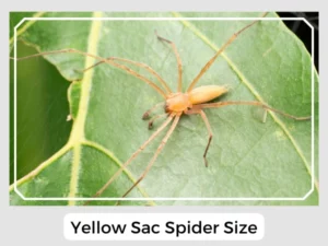 Yellow Sac Spider Size