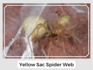 Yellow Sac Spider Web
