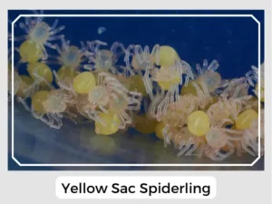 Yellow Sac Spiderling