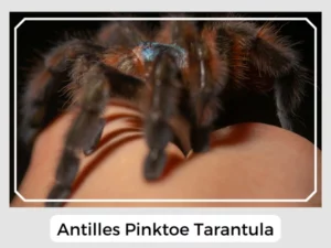 Antilles Pinktoe Tarantula Image