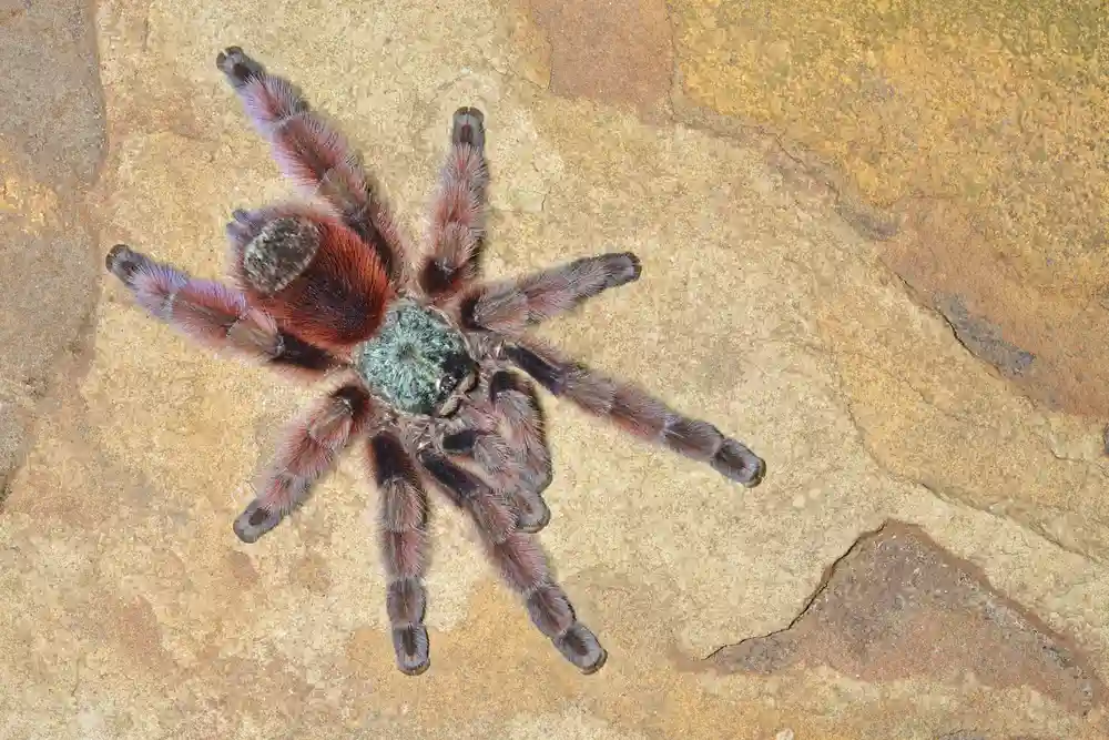 Antilles Pinktoe Tarantula Size