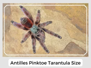 Antilles Pinktoe Tarantula Size