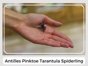 Antilles Pinktoe Tarantula Spiderling