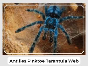 Antilles Pinktoe Tarantula Web