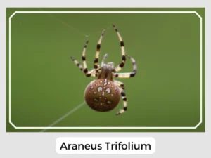 Araneus Trifolium