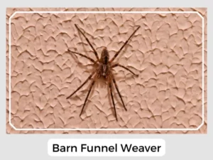 Barn Funnel Weaver