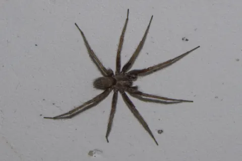 Barn Funnel Weaver Spider
