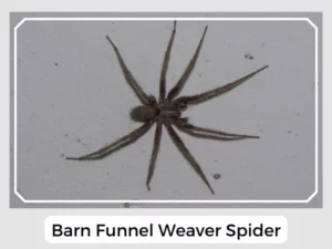 Barn Funnel Weaver Spider