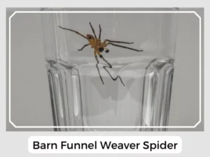 Barn Funnel Weaver Spider Picture