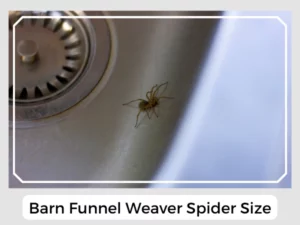 Barn Funnel Weaver Spider Size