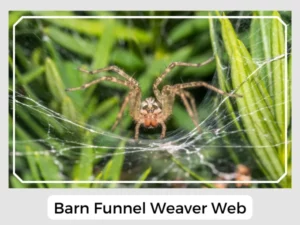 Barn Funnel Weaver Web