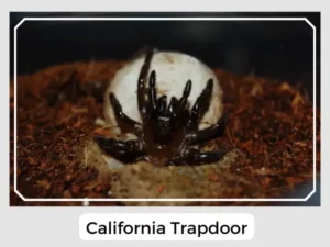 California Trapdoor