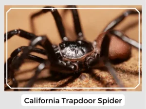 California Trapdoor Spider