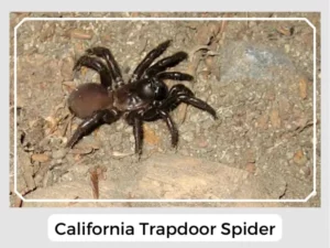 California Trapdoor Spider Picture