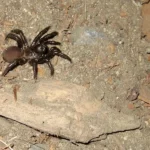 California Trapdoor Spider Picture