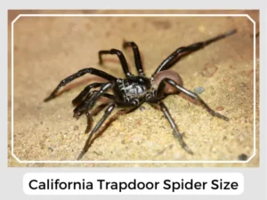 California Trapdoor Spider Size