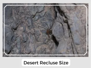 Desert Recluse Size