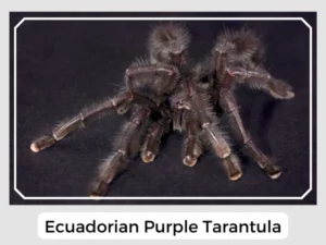 Ecuadorian Purple Tarantula