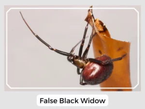 False Black Widow