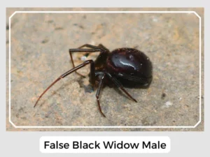 False Black Widow Male