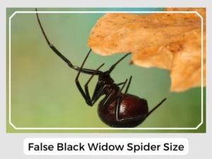 False Black Widow Spider Size